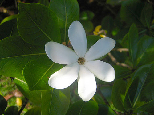 Gardenia taitensis